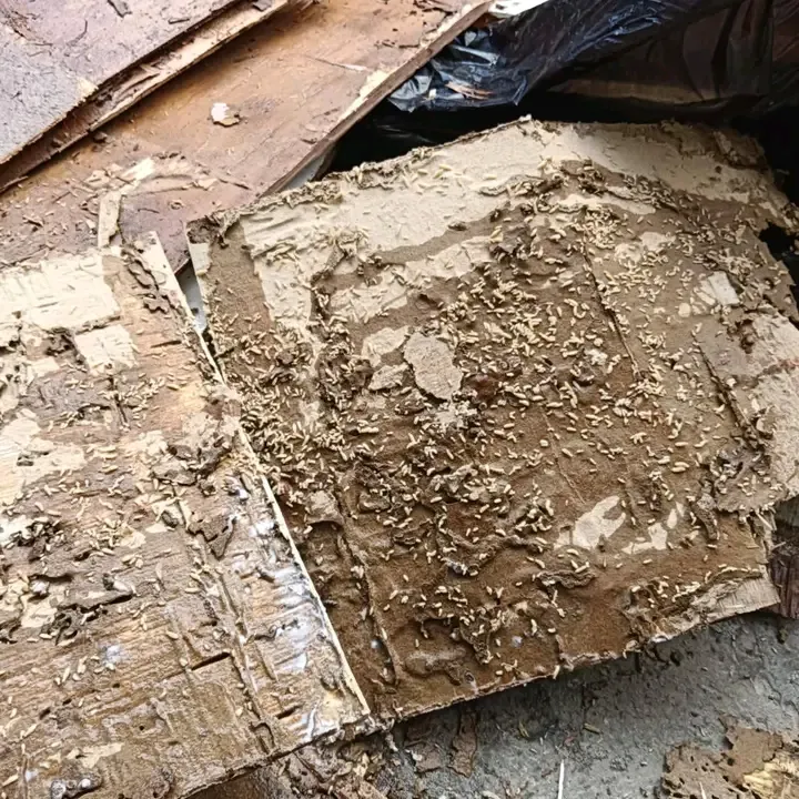 noorpestcontrolkarachi (2)