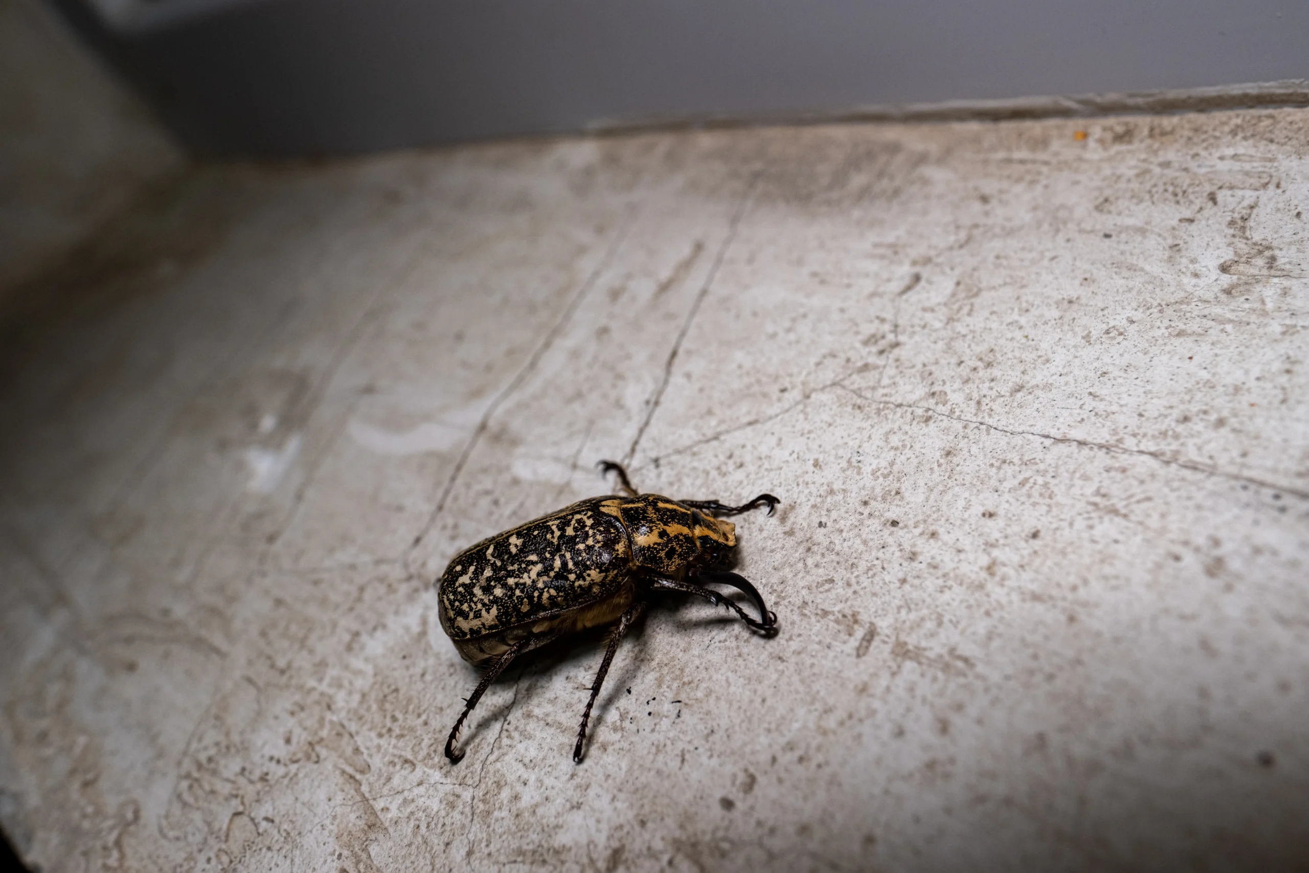 Bed Bugs Treatment Karachi
