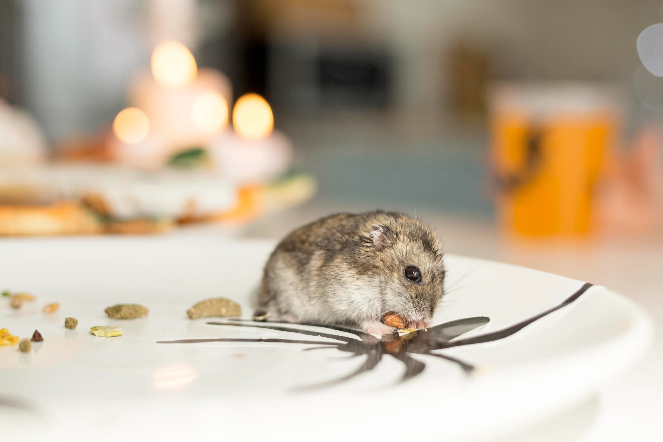 Rodent-Control​