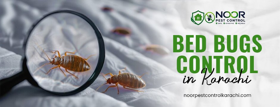 Bed Bugs Control in Karachi