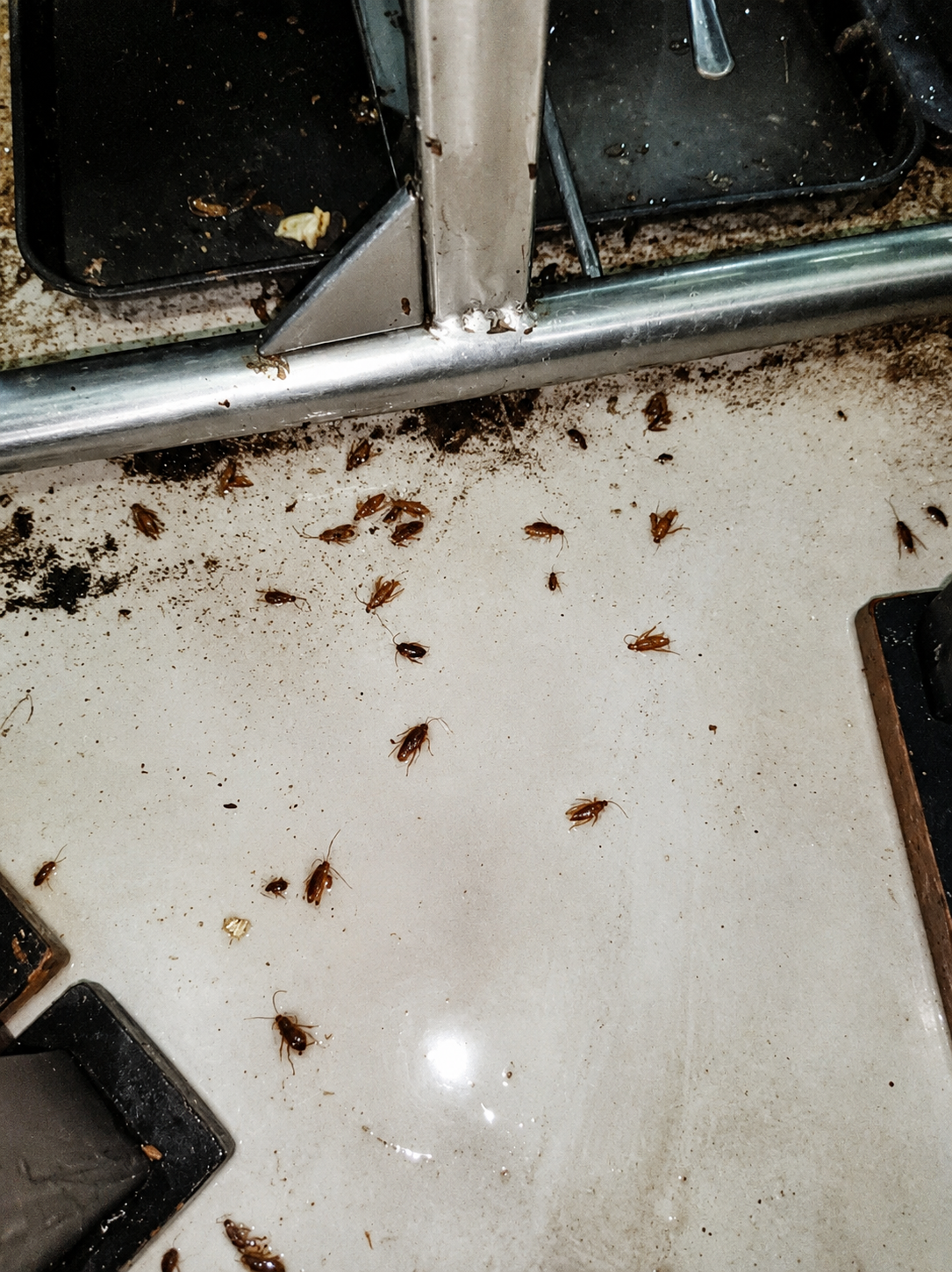 Rodent Control Karachi