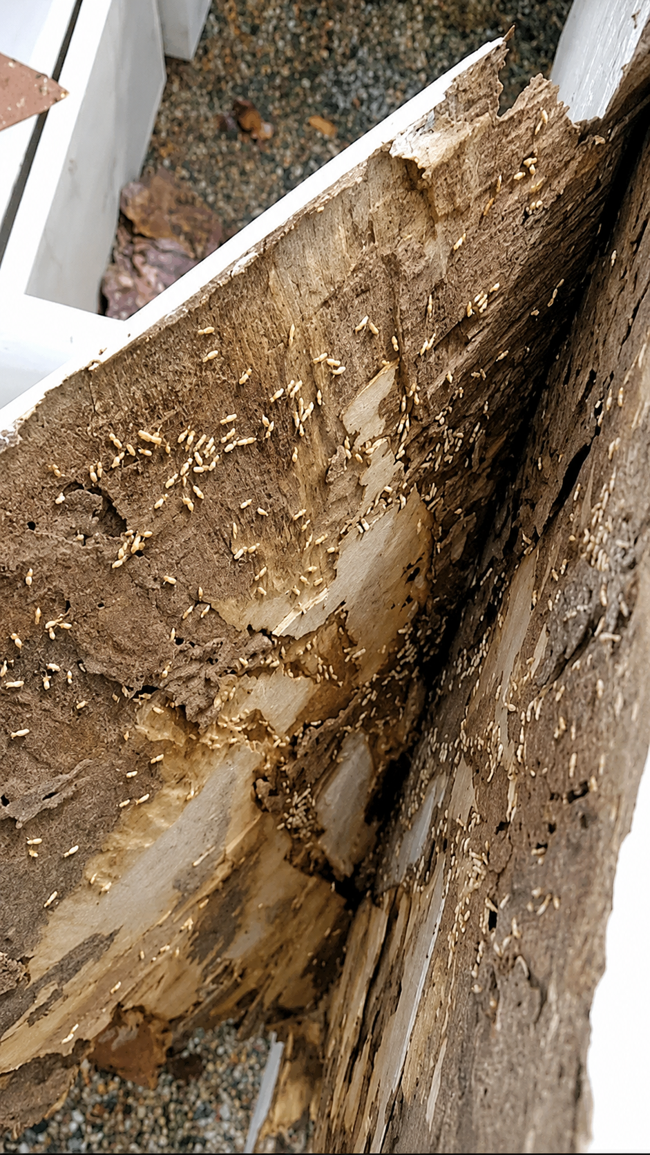 Termite Control Karachi