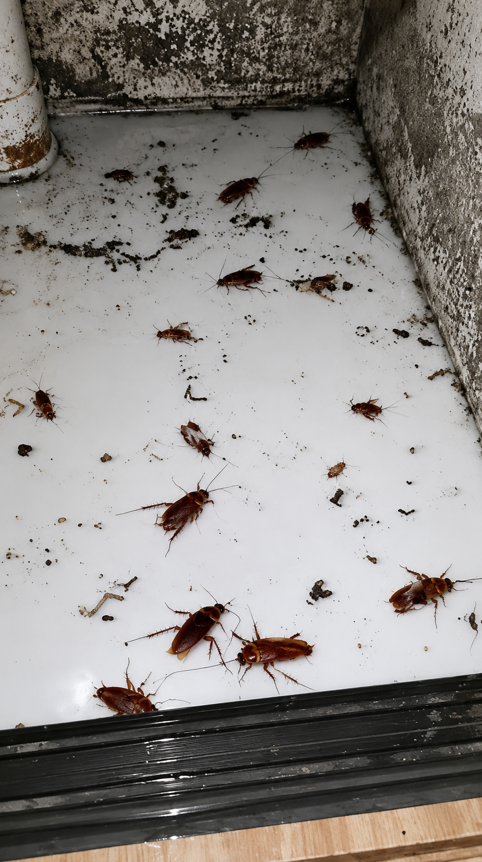 Cockroach Control Karachi