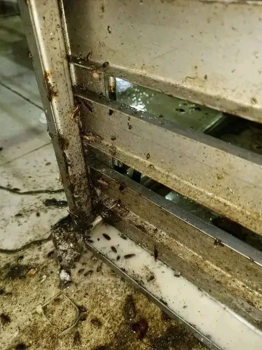 Noor Pest Control team at work in Karachi
