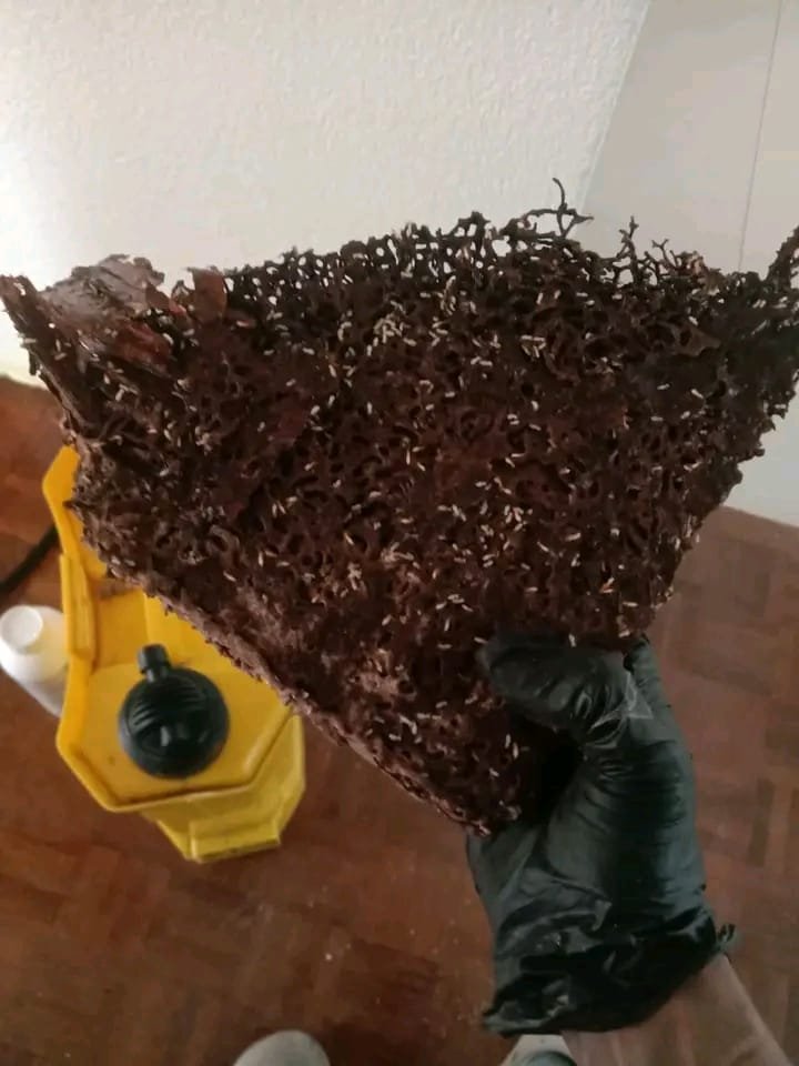 Mosquito Control Karachi