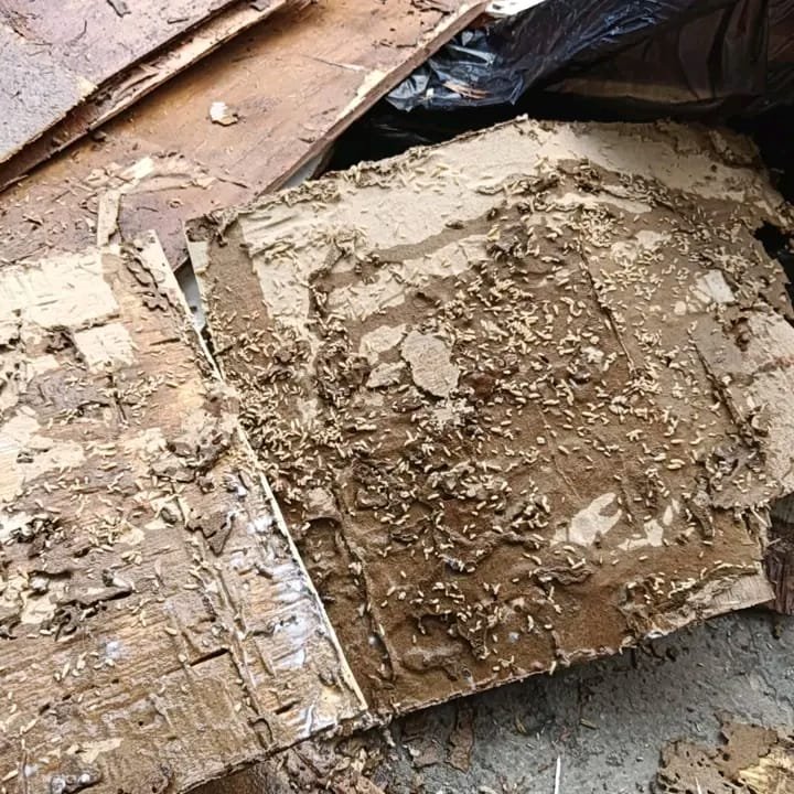 Bed Bug Treatment Karachi
